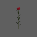 sp-rose-01