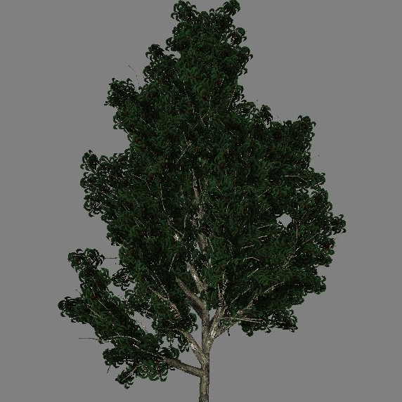 yvh-eucalyptus-scr1